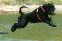 poruguese water dog